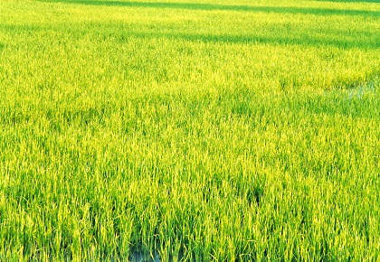 Rice Paddy in Sukhotthai