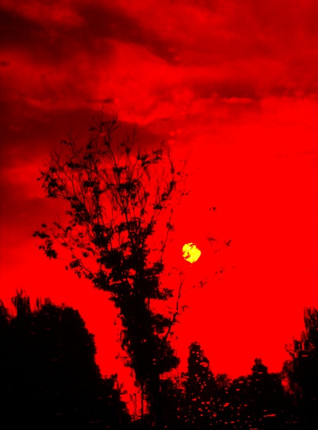 Sapling Reflected in Pond